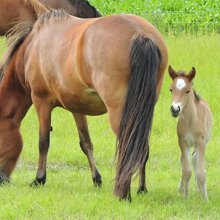 Karin Schneverdingen